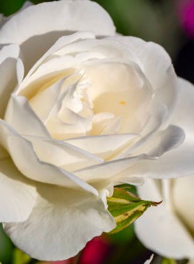 Rosier arbuste – Image 4