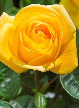 Rosier arbuste – Image 6