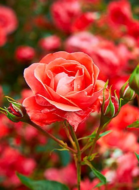 Rosier arbuste – Image 2