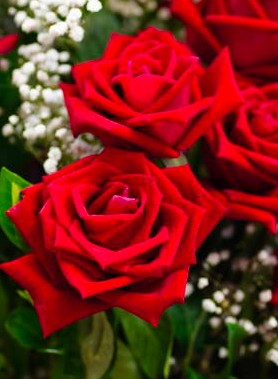 Rosier arbuste – Image 5