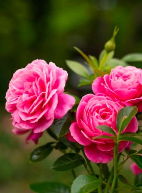 Rosier arbuste – Image 7