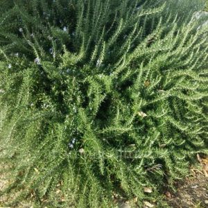 Romarin en boule « Rosmarinus officinalis »