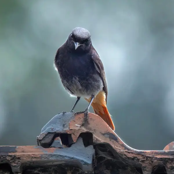 Nichoir à oiseaux en bois – Image 4