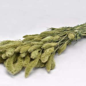 Une botte de Sétaire séchée Verte