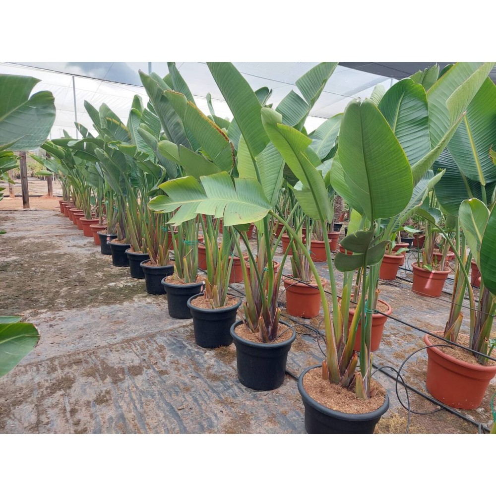 Strélitzia Augusta « oiseau de paradis » – Image 2