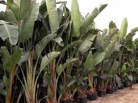 Strélitzia Augusta « oiseau de paradis » – Image 3