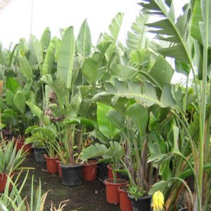 Strélitzia Augusta « oiseau de paradis »