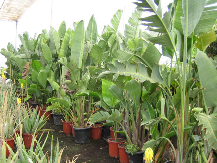 Strélitzia Augusta « oiseau de paradis »