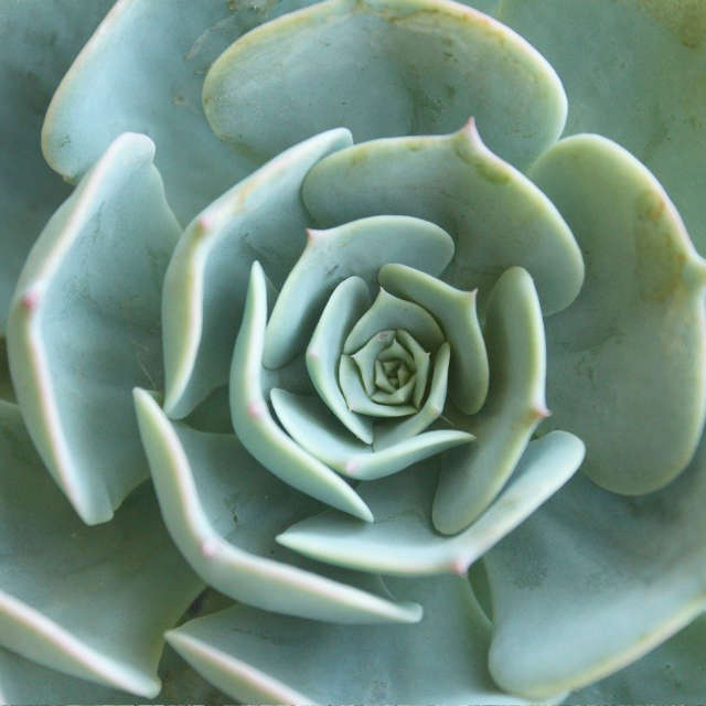 Pack de 10 succulentes (pot de 5,5 cm) – Image 2