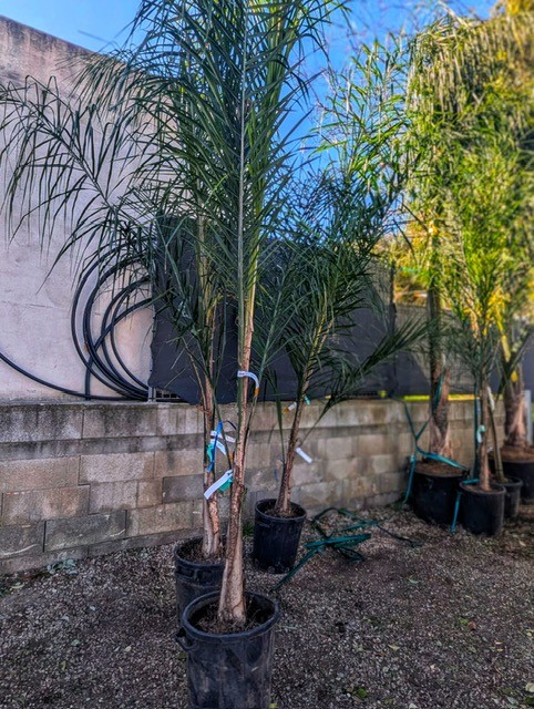 Syagrus (Arecastrum Romanzoffiana)