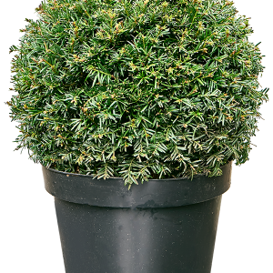 Taxus Baccata (boule)