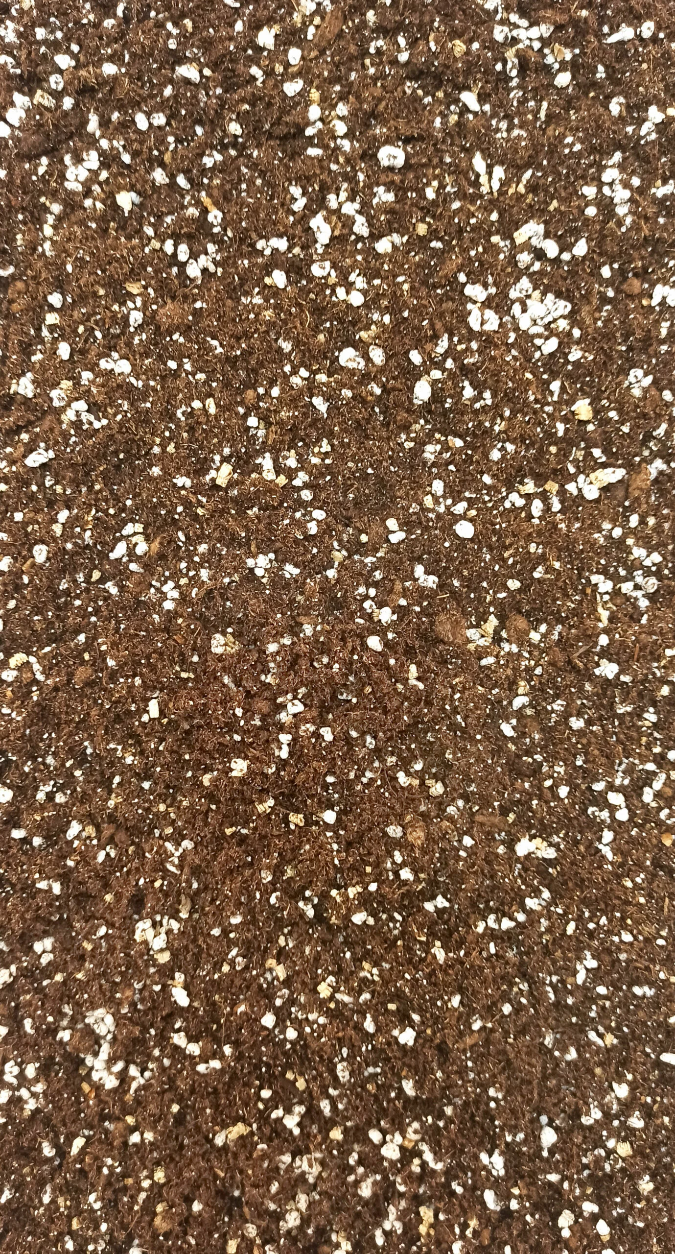 Terreau Calathea et Maranta – Enrichi en Mycorhize et Bacillus