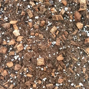 Terreau Ficus – Enrichi en Mycorhize et Bacillus