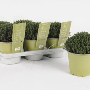 Thym Vert