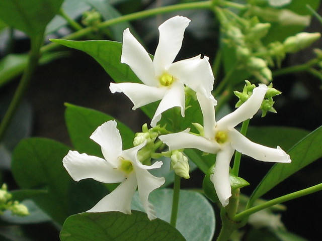 Rhynscospermum Jasminoides « Jasmin étoilé » – Image 2