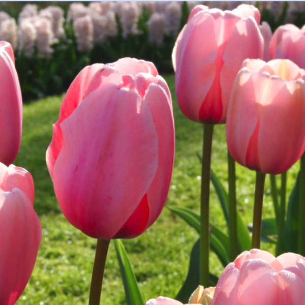 Mix de tulipes hautes bio – Image 3