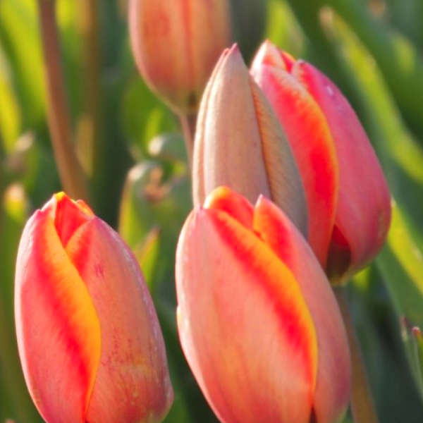 Mix de tulipes hautes bio – Image 5