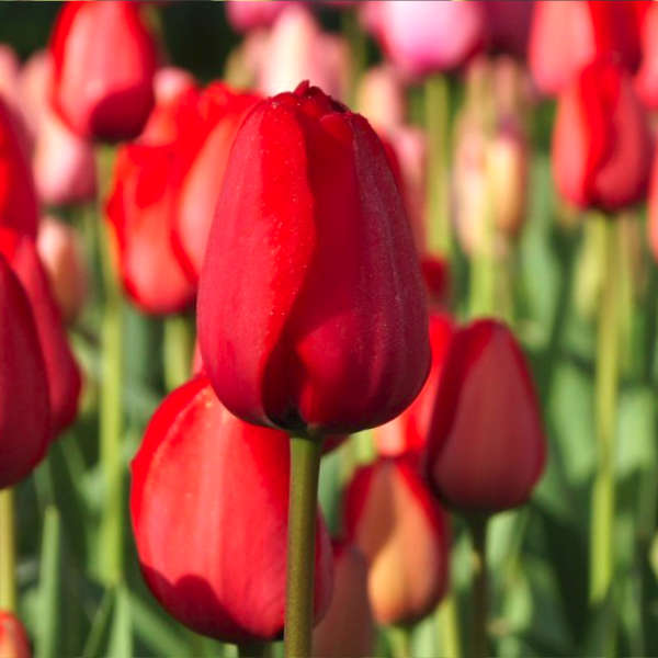 Mix de tulipes hautes bio – Image 7