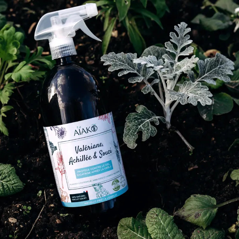 Valériane, achillée et souci – Protège contre le gel – Image 2