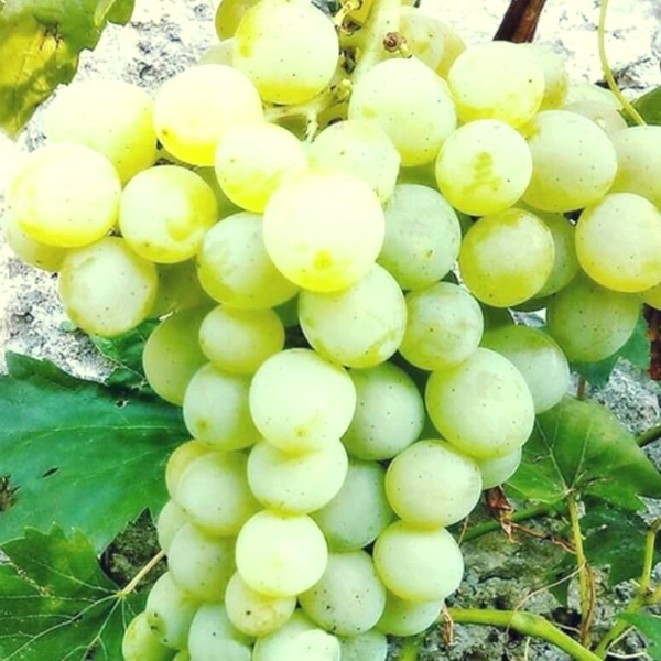 Pack 4 pieds de vigne résistants aux maladies – Image 4