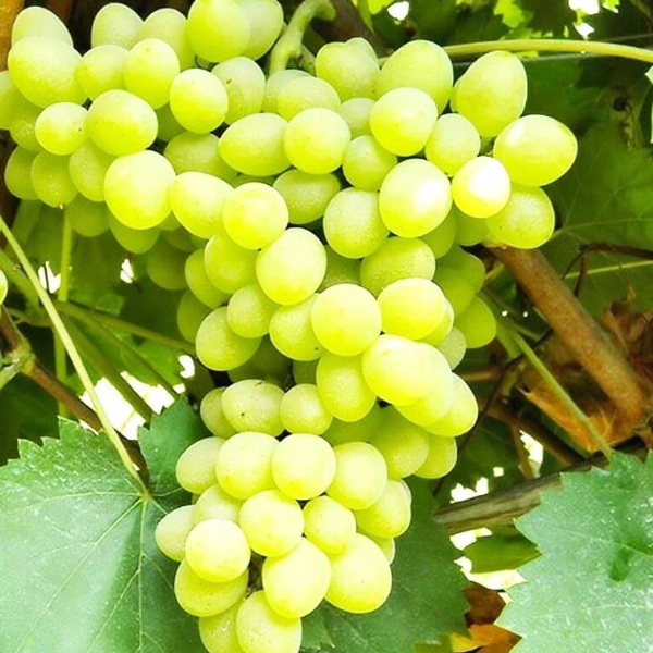 Pack 4 pieds de vigne résistants aux maladies – Image 2