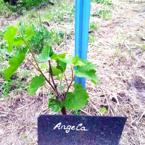 Pack 4 pieds de vigne résistants aux maladies – Image 3