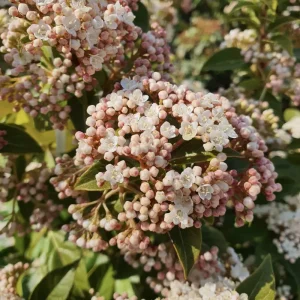 Laurier Tin (Viburnum Tinus Eve Price)
