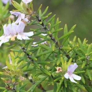 Westringea Fruticosa