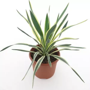 Yucca Gloriosa « variegata »