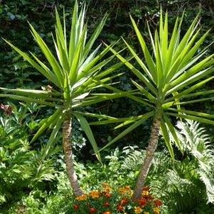 Yucca Eléphantipe