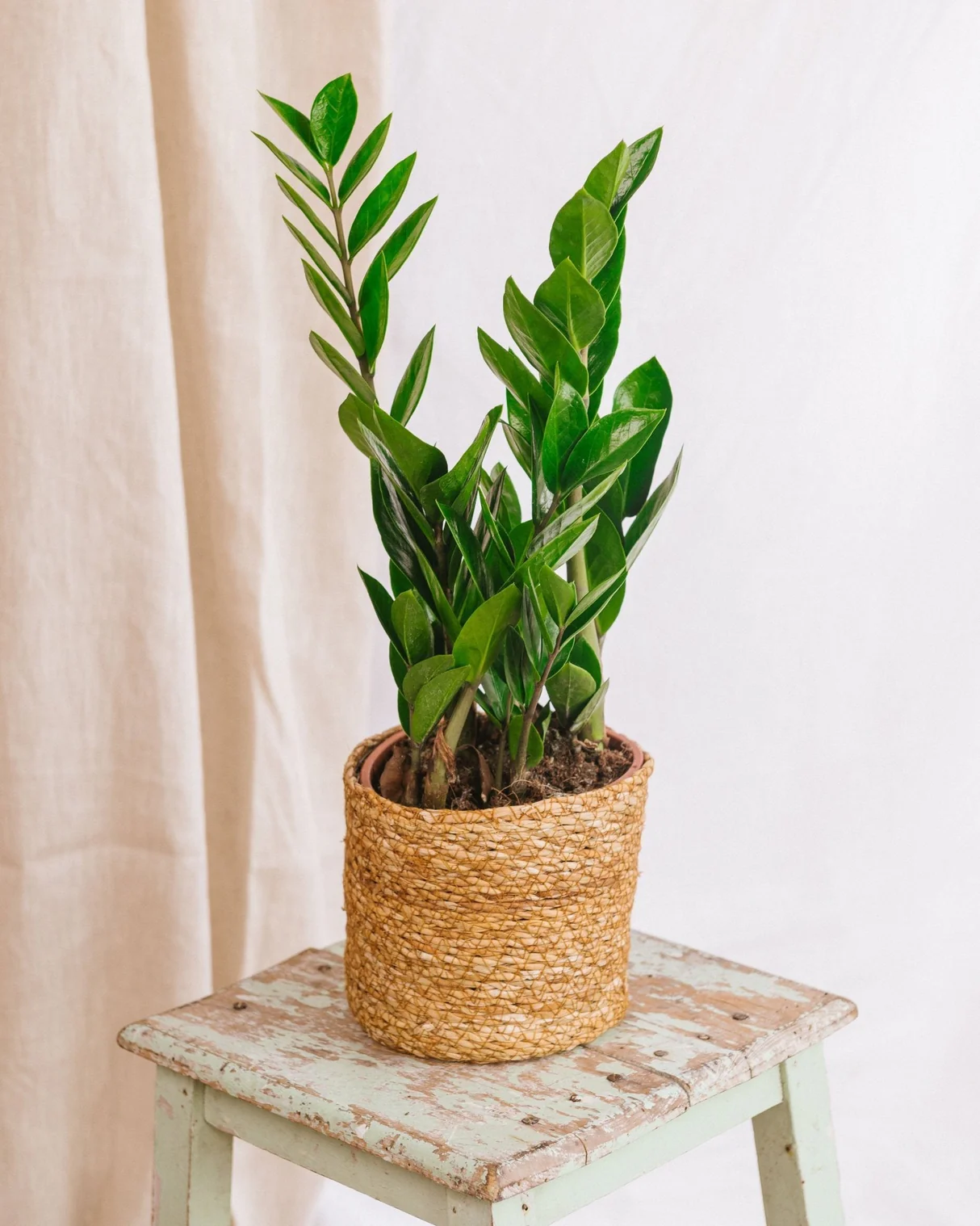 Zamioculcas – Image 2