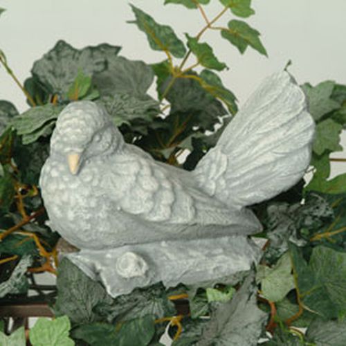 Colombe ailes fermées