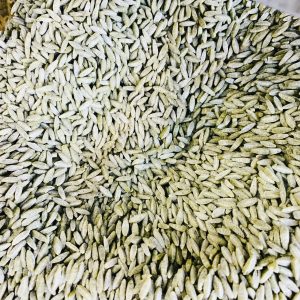 Riso ail des ours local – bio