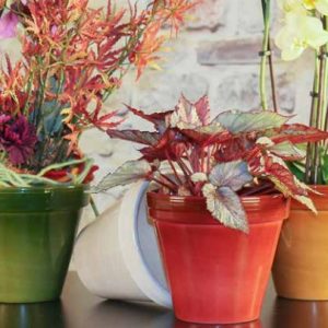 pot et soucoupes Standard Rubi couleur varié