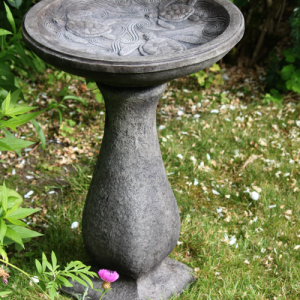 Bain d&rsquo;oiseaux tortues