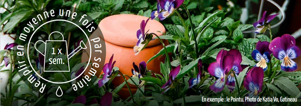 Oia jarre d’irrigation en terre cuite Bossu – Image 3