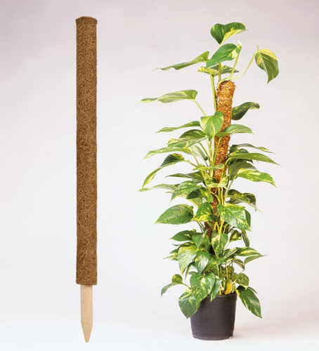 Tuteur de croissance